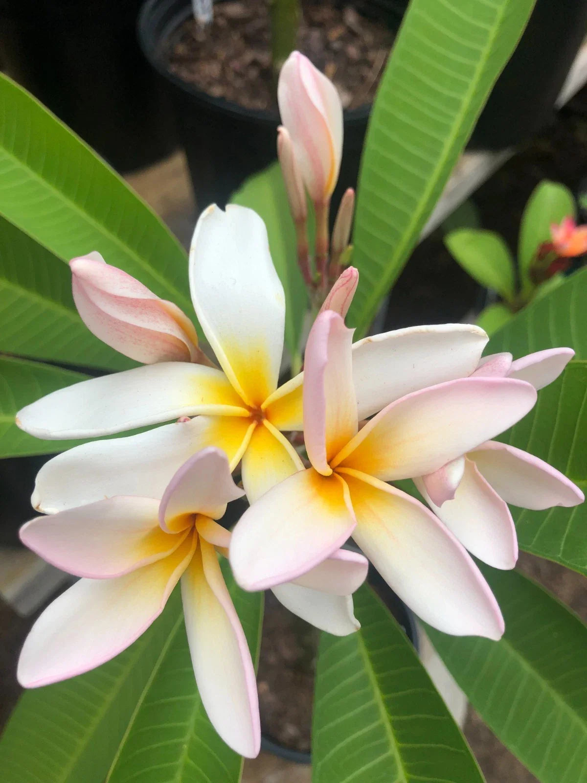 Rare Plumeria Cuttings - 'Sariah's Curly Pink' - 9" to 12" Fresh Cut - Tropical Plant for Garden - Plumeria rubra