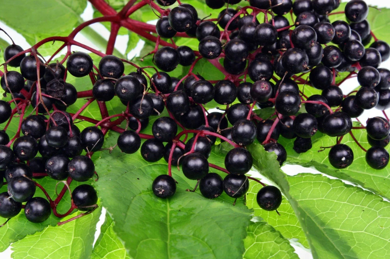 Elderberry Edible Live Plant Bare Root 16+ Inches Set of 2 Sambucus Nigra