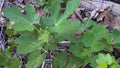 Organic Ground Fig Leaves 2 oz - Premium Medicinal Tea for Cooking - Ficus carica - Cholesterol Support