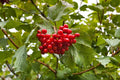 Highbush Cranberry Seeds - 30 Pack - Viburnum trilobum - Ideal for Planting, Native Shrub, Edible Berries