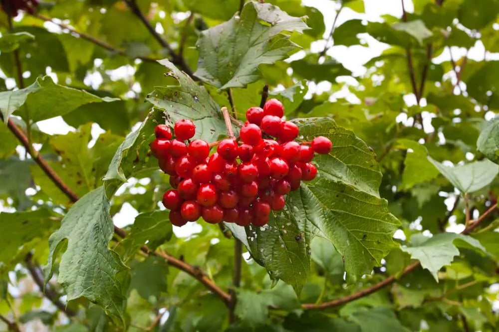 Highbush Cranberry Seeds - 30 Pack - Viburnum trilobum - Ideal for Planting, Native Shrub, Edible Berries
