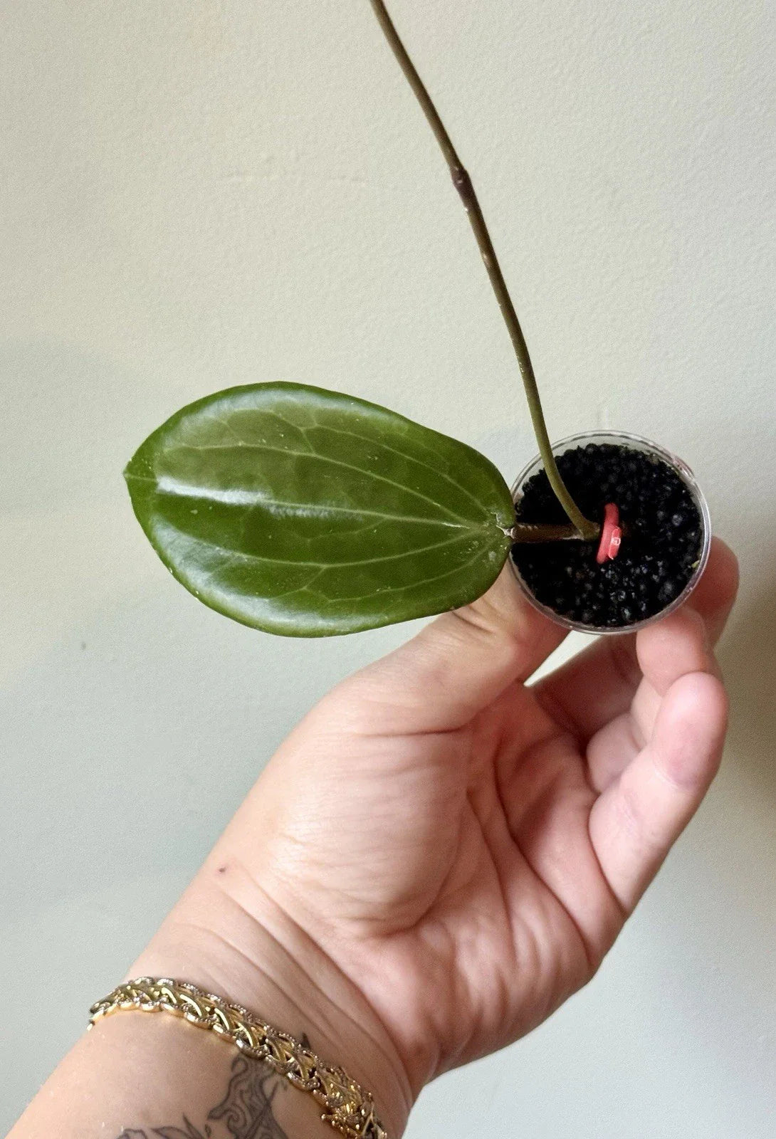 Rooted Hoya Cutting | Hoya Quinquenervia | Indoor Plant Propagation