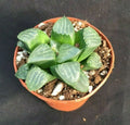 Haworthia bayeri 'Moon Shadow' Succulent, Easy Care, Rooted Plant in 3" Pot