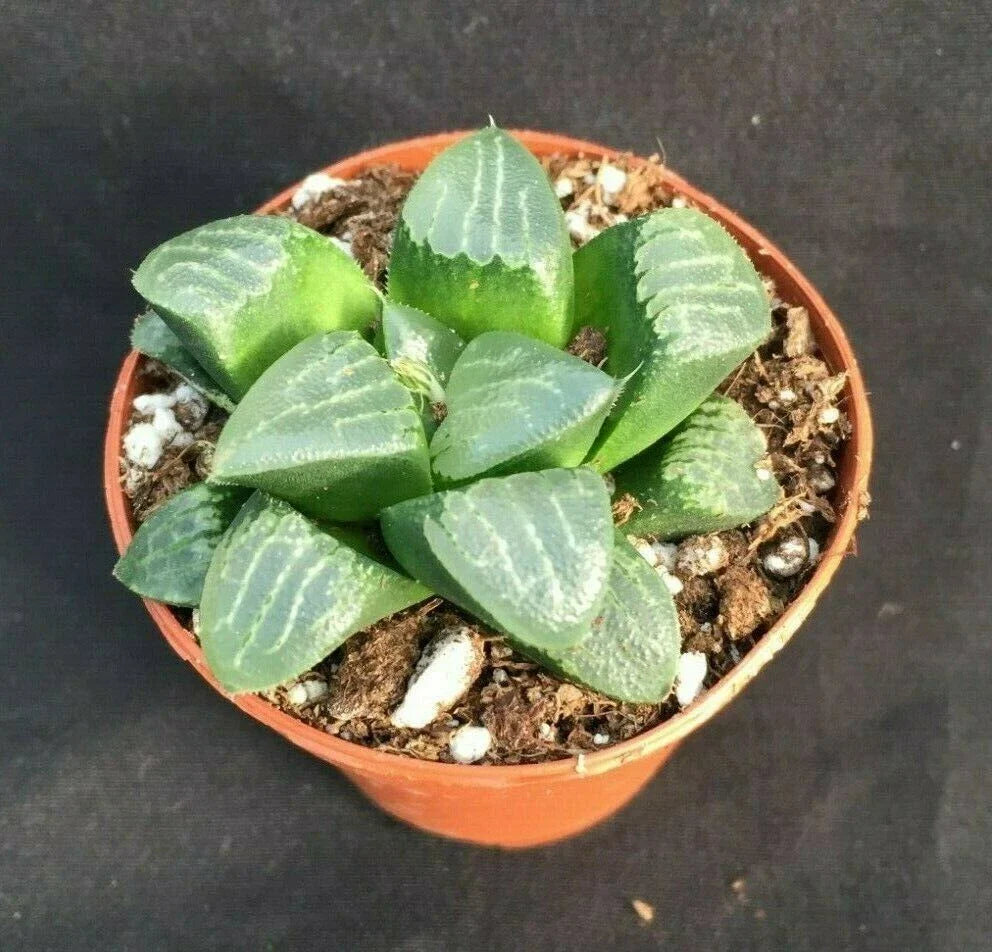 Haworthia bayeri 'Moon Shadow' Succulent, Easy Care, Rooted Plant in 3" Pot