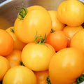 Tomato Seeds Set of 50+ Jubilee Variety Solanum lycopersicum 'Jubilee' Non-GMO Heirloom Gardening Seeds