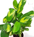 Houseplant Ctenanthe Lubbersiana 1-2' Variegated Live Prayer Plant Ctenanthe spp.