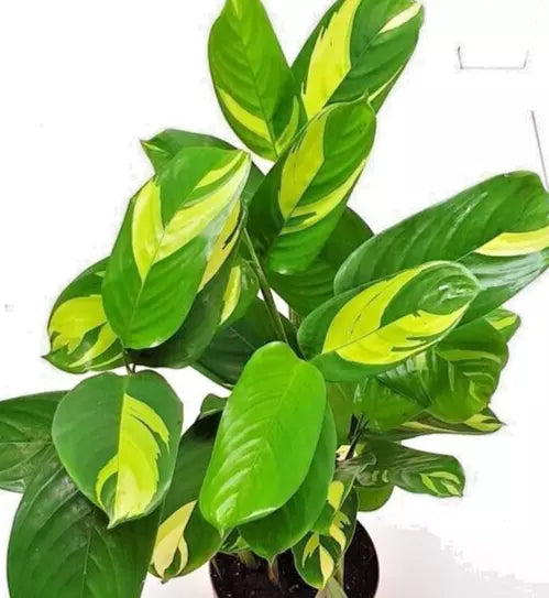 Houseplant Ctenanthe Lubbersiana 1-2' Variegated Live Prayer Plant Ctenanthe spp.