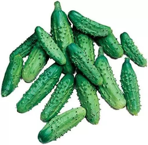 Parisian Gherkin Cucumber Seeds - 20 Seeds, Easy to Grow, Delicious Flavor, Cucumis sativus