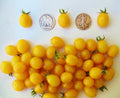 Blondkopfchen German Cherry Seeds - +30 Seeds - Sweet Cherry Variety - Prunus avium