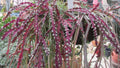 Rhipsalis Cactus Cuttings 10" Long Red Clone Lepismium Cruciforme Succulent Plant