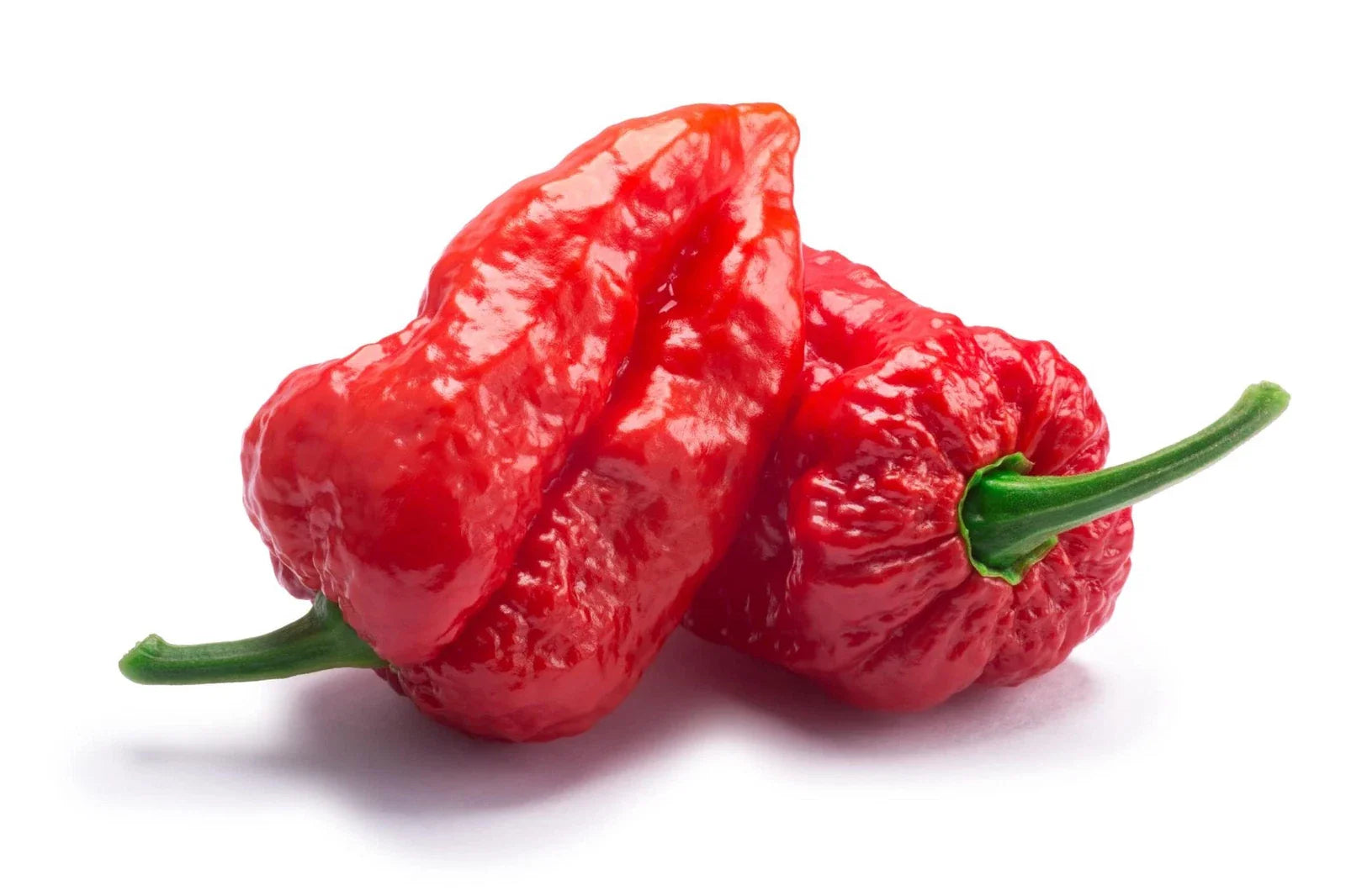 Ghost Pepper Seeds - 20+ Seeds - Bhut Jolokia - Hottest Peppers for Planting, Unique Flavor, Organic Gardening Supplies