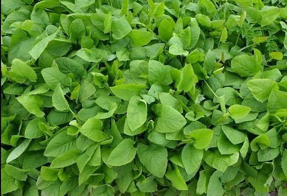 Prickly Sow-Thistle Seeds 1000+ Medicinal Herb Microgreens Sonchus asper Organic Non-GMO