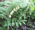 Wild Solomon's Seal Plant Bare Root 10-Pack Polygonatum Biflorum Transplant