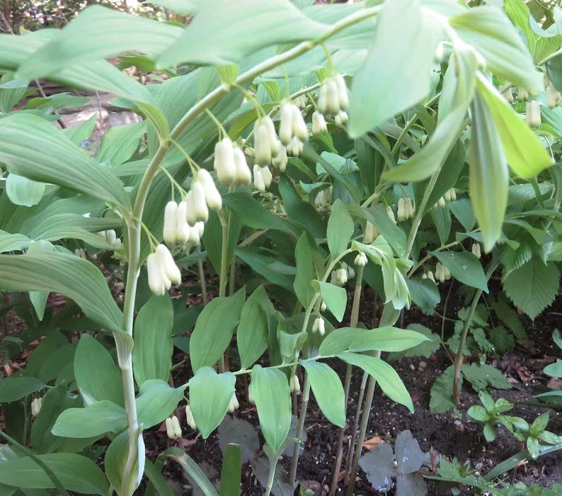 Wild Solomon's Seal Plant Bare Root 10-Pack Polygonatum Biflorum Transplant