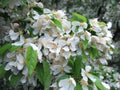 Cinderella Crabapple Seeds - 25+ Count for Garden Planting - Malus 'Cinderella' - USA Grown, Free Shipping