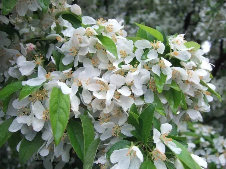 Cinderella Crabapple Seeds - 25+ Count for Garden Planting - Malus 'Cinderella' - USA Grown, Free Shipping