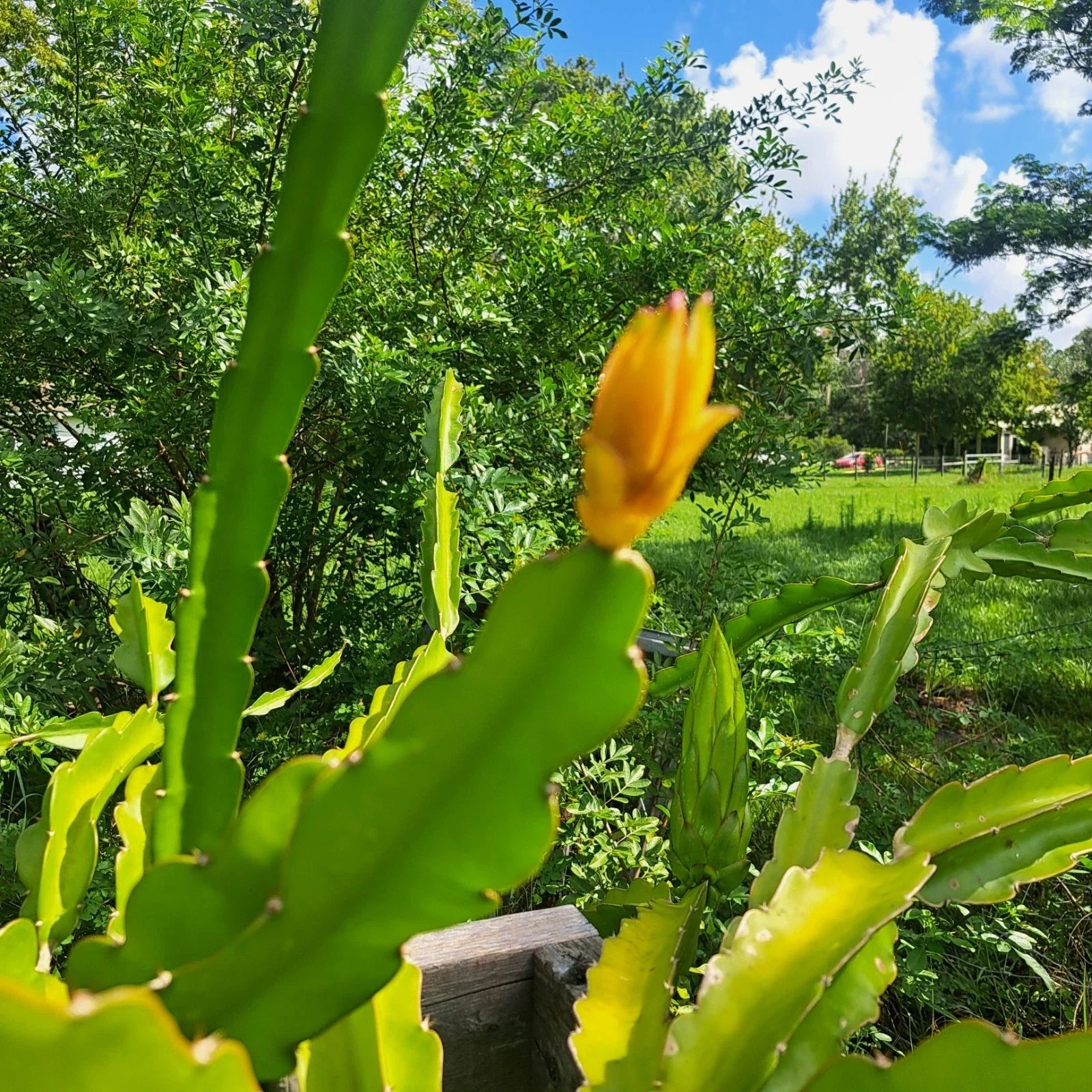 Mystery Dragonfruit Cuttings - 4+" Fully Rooted - 4 Possible Varieties - Hylocereus spp.