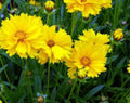 Coreopsis Grandiflora Seeds - 100 Fresh Texas Wildflower Seeds - Perennial Flower, Native Plant, Free USA Shipping