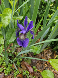 Miniature Japanese Iris Plant - 10-inch Purple Flower - Bare Root Perennial (Iris ensata) for Gardens