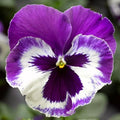 Pansy Seeds Pack - 50 Delta Premium Violet & White - Viola x wittrockiana