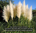 Potted White Pampas Grass Plants 3 Gallon Fully Rooted Live Clump - Cortaderia Selloana