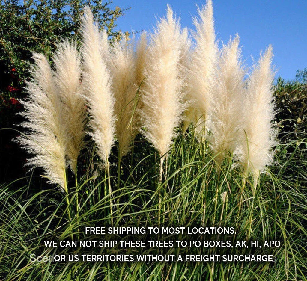 Potted White Pampas Grass Plants 3 Gallon Fully Rooted Live Clump - Cortaderia Selloana