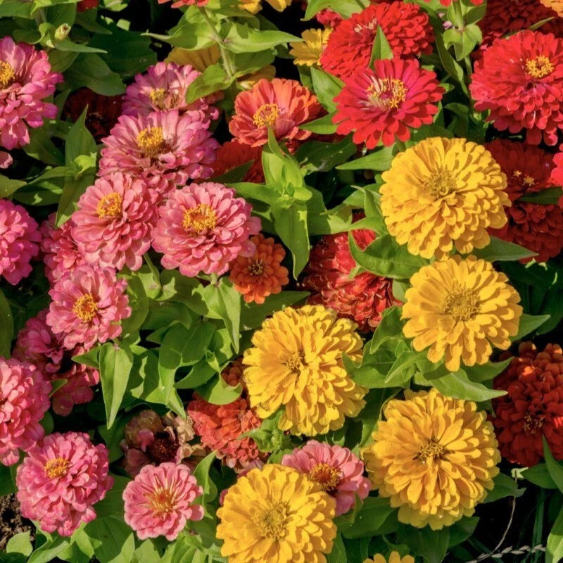 Sunbow Mix Zinnia Seeds - 100+ Premium Garden Seeds for Planting - Zinnia elegans - USA