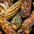 Ornamental Corn Seeds - Pastel Rainbow Glass Gem Popcorn - Zea mays Everta - Earth Tones 2025