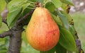 Clapp Favorite Pear Seeds - 25+ Pack for Garden Planting - Pyrus communis - USA Grown