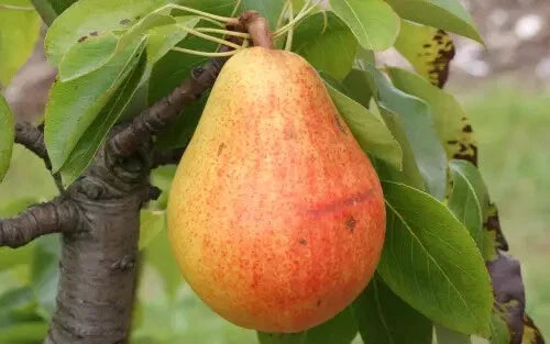 Clapp Favorite Pear Seeds - 25+ Pack for Garden Planting - Pyrus communis - USA Grown