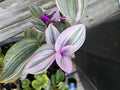 Tradescantia Nanouk Cuttings - 3 Large Rare Pink Wandering Jew Plant Cuttings - Ideal for Indoor Gardening