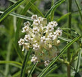 Milkweed Seeds - 30 Count - Narrow-Leaved Monarch Butterfly Host Plant - Asclepias fascicularis - Non-GMO