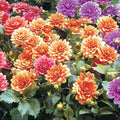 Cobra Dahlia Seeds - 25 Perennial Flower Seeds for Vibrant Blooms - Dahlia 'Cobra'