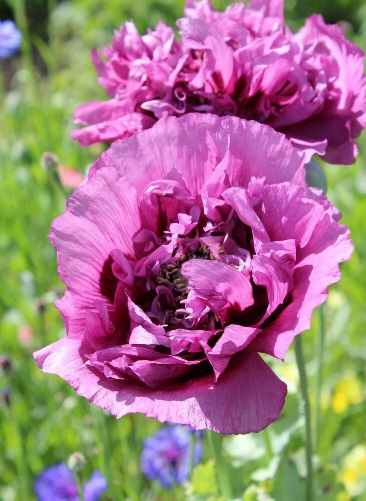 Double Purple Poppy Seeds - 200+ Count for Garden Planting - Papaver somniferum - USA