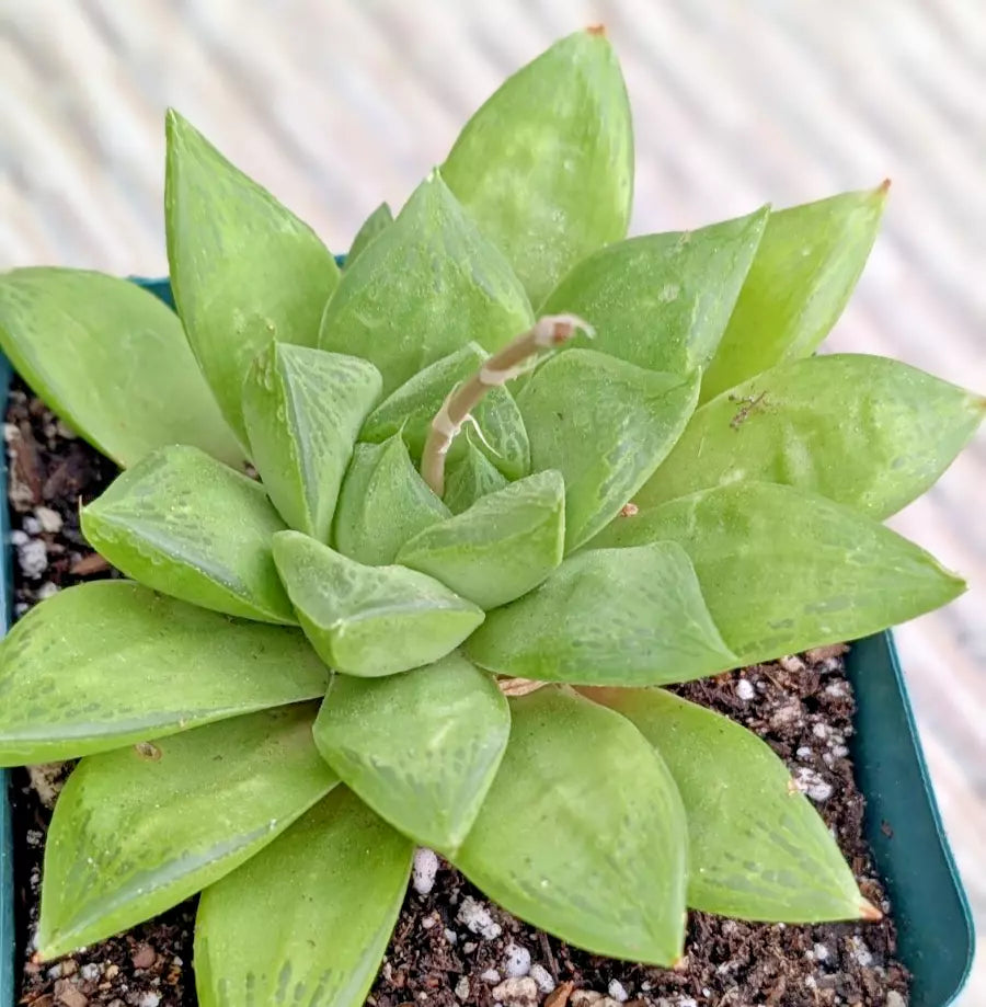Haworthia Retusa 4" Potted Plant | Rare Succulent | Indoor Houseplant | Low Maintenance Greenery