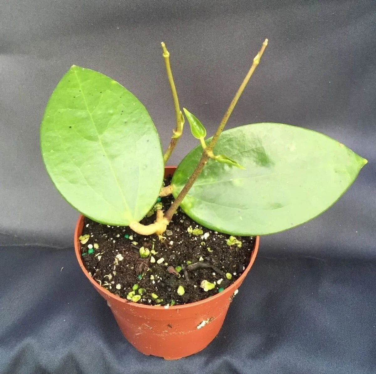 Rare Hoya pottsii Rooted Plant 3" Pot