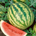 Crimson Sweet Watermelon Seeds, NON-GMO Heirloom, Variety Sizes, Citrullus lanatus, Free Shipping