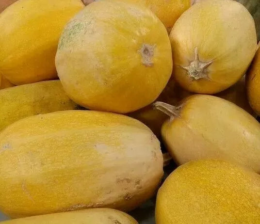Spaghetti Squash Seeds 20+ Non-GMO Winter Squash Garden Vegetable Cucurbita pepo