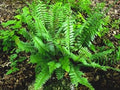 Christmas Fern Bare Root Plants - 3 Premium Native Woodland Ferns - Polystichum acrostichoides