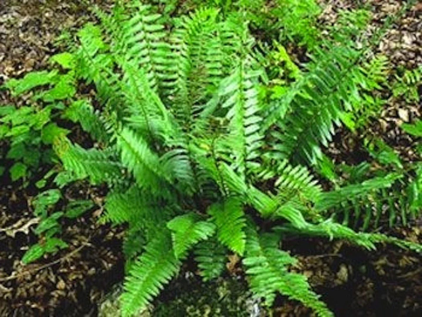 Christmas Fern Bare Root Plants - 3 Premium Native Woodland Ferns - Polystichum acrostichoides