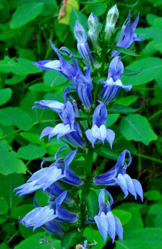 Giant Blue Lobelia Seeds - 243 Count, Hardy Lobelia siphilitica, Easy to Grow, USA Seller