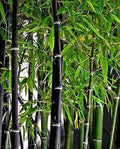 Black Bamboo Seeds - 150+ Seeds - Planting Variety for Privacy Screen - Phyllostachys nigra