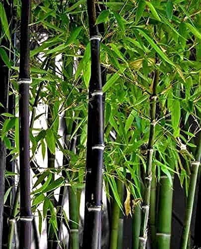 Black Bamboo Seeds - 150+ Seeds - Planting Variety for Privacy Screen - Phyllostachys nigra