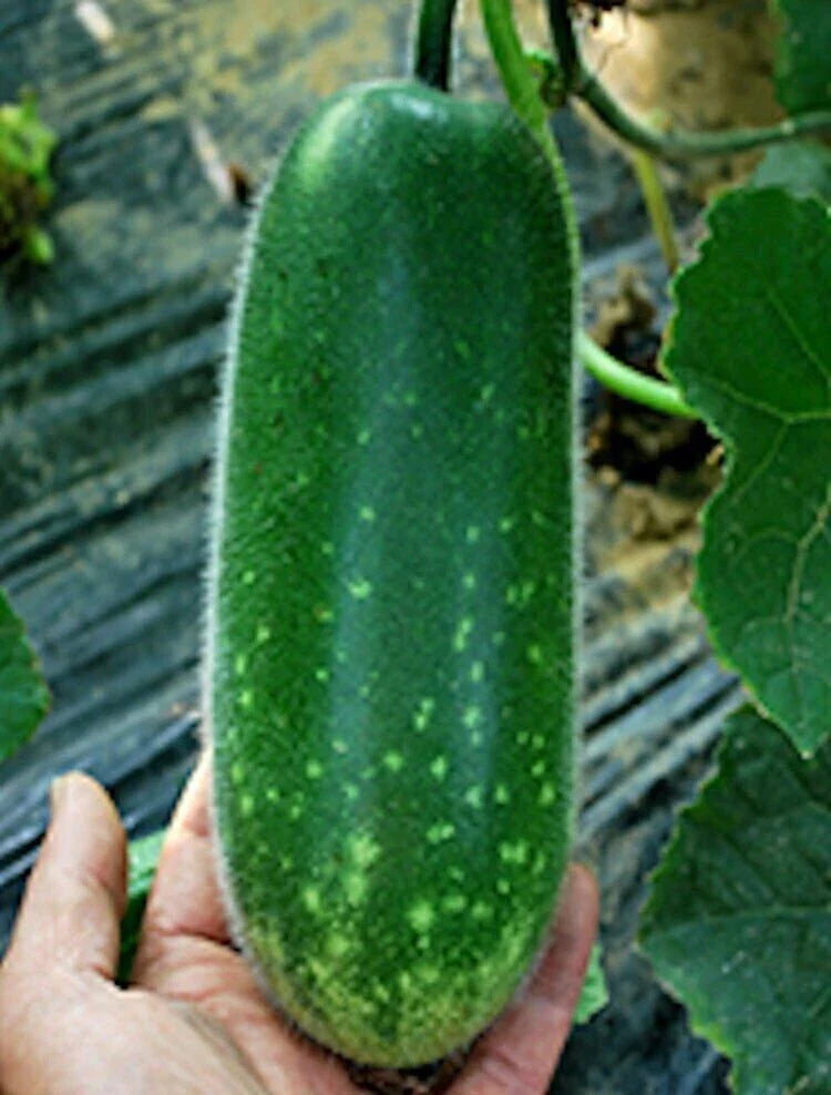 Fong Show Hybrid Seeds - Fuzzy Gourd Non-GMO Heirloom - Mao Gua Mokwa Plant Seeds - Unique Vegetable Seeds