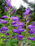 Great Bellflower Seeds 203 Count, Lavender-Blue, Campanula latifolia, USA Seller