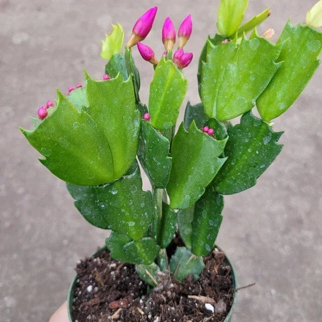 Live Christmas Cactus Plant - Big Pink Schlumbergera Truncata - Freshly Dug, No Pot for Shipping