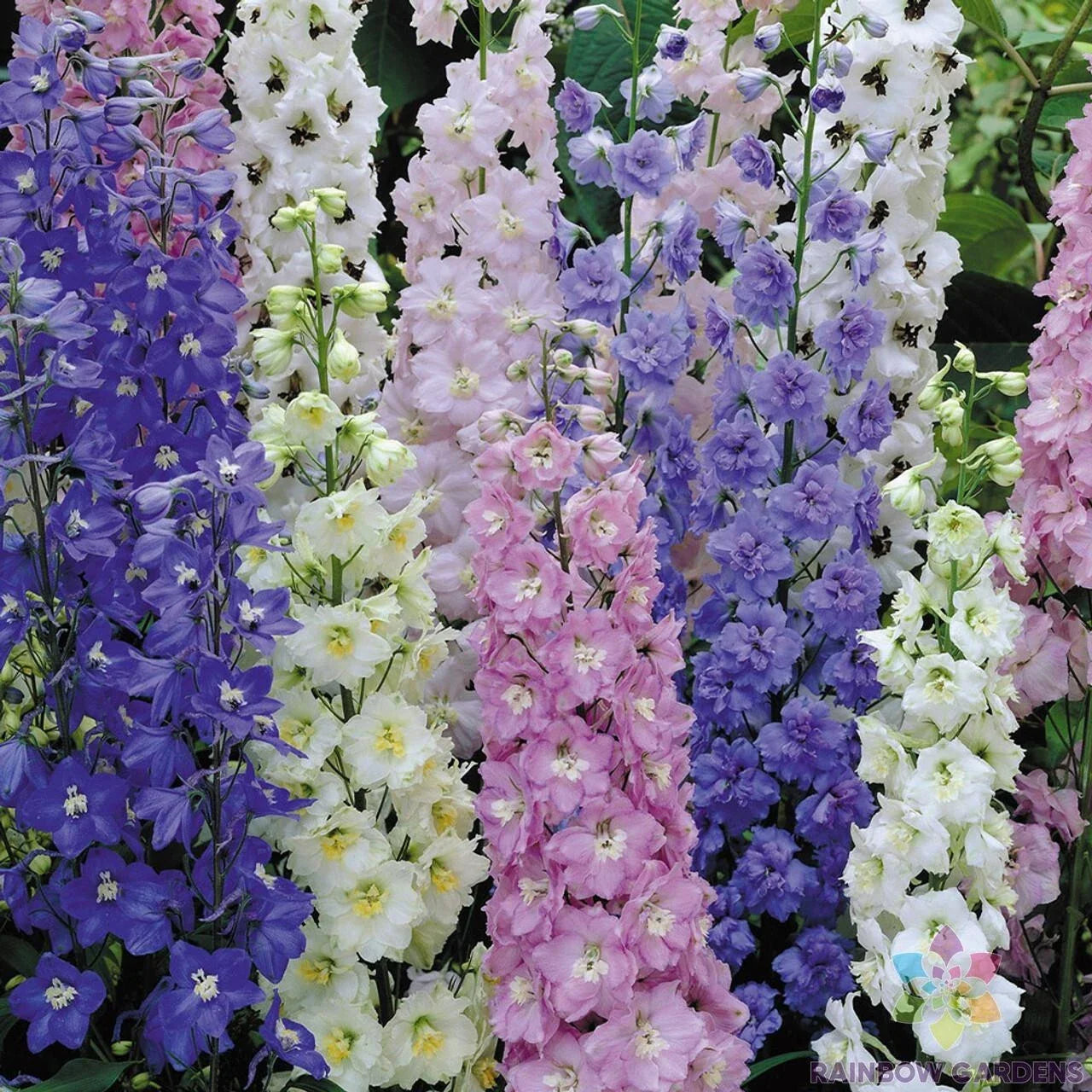 Butterfly Mix Delphinium Seeds - 200+ Pack - Garden Planting - Delphinium spp. - USA Made - Free Shipping