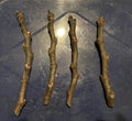 Adriatic Fig Cuttings 4-6" | White Cup Fig | Ficus carica | Perfect for Planting or Propagation