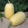 Tivoli Winter Squash Seeds - Fresh Seed for Planting - Cucurbita pepo Variety