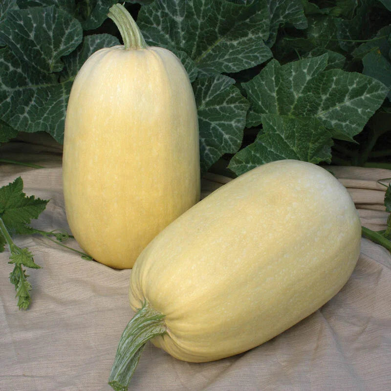 Tivoli Winter Squash Seeds - Fresh Seed for Planting - Cucurbita pepo Variety